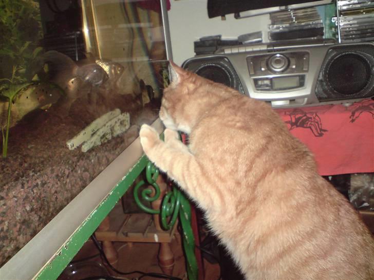 Huskat Mikkel billede 5