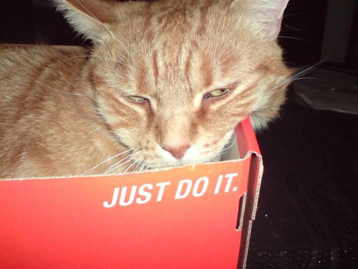 Huskat Mikkel billede 6