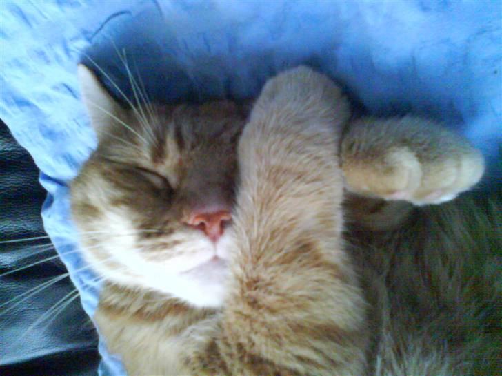 Huskat Mikkel billede 7