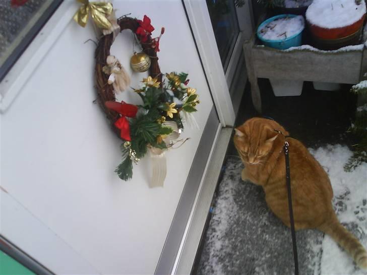 Huskat Mikkel billede 8