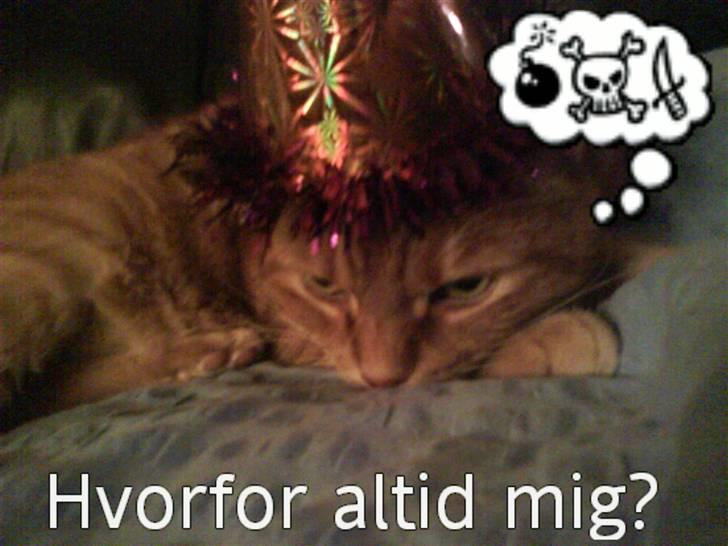 Huskat Mikkel billede 9