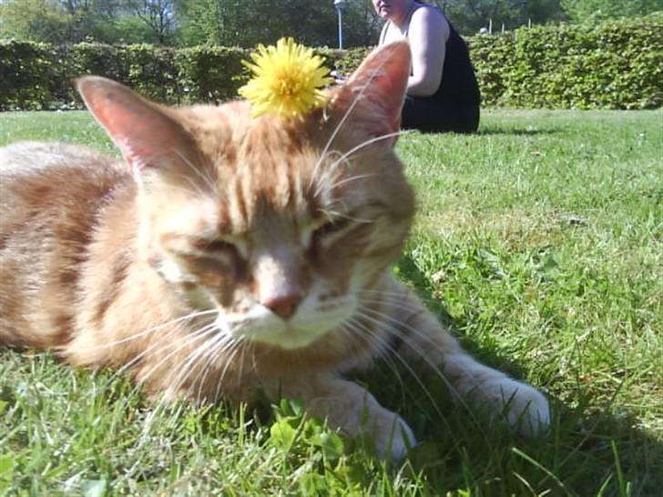 Huskat Mikkel billede 10