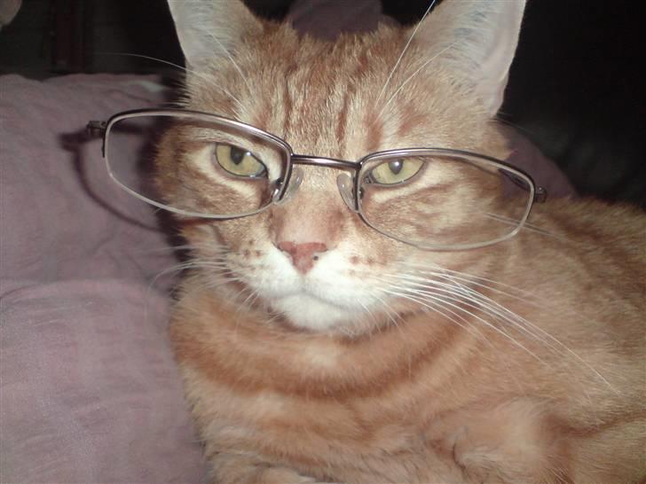 Huskat Mikkel billede 11