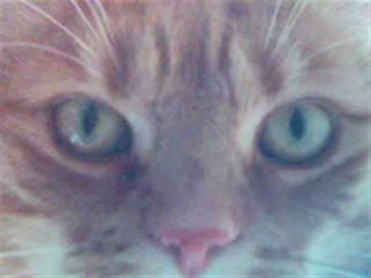 Huskat Mikkel billede 12