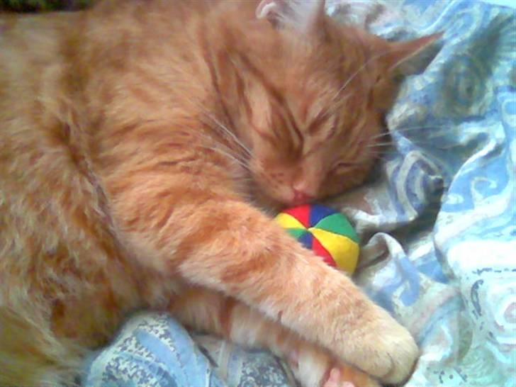 Huskat Mikkel billede 14