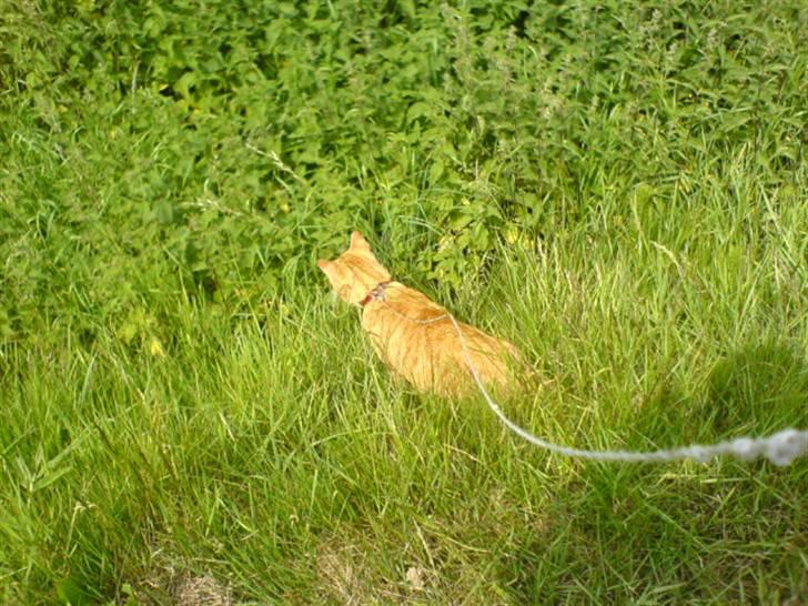 Huskat Mikkel billede 16