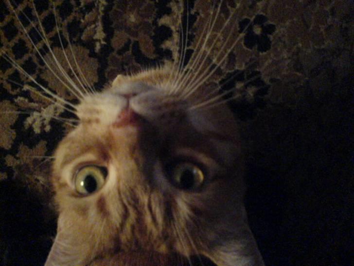 Huskat Mikkel billede 18