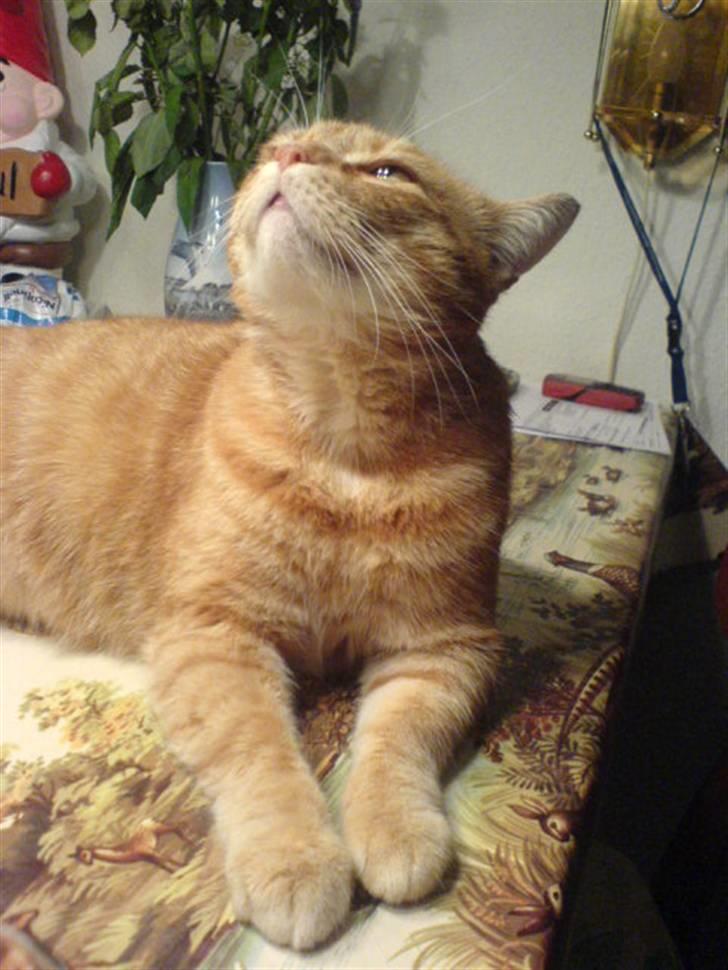 Huskat Mikkel billede 19