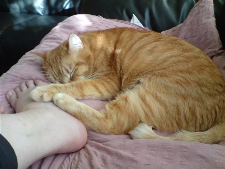 Huskat Mikkel billede 20