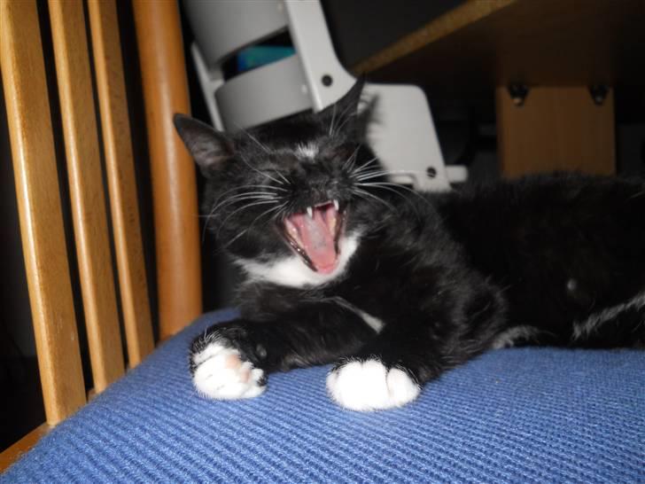 Huskat Selina. R.I.P billede 12