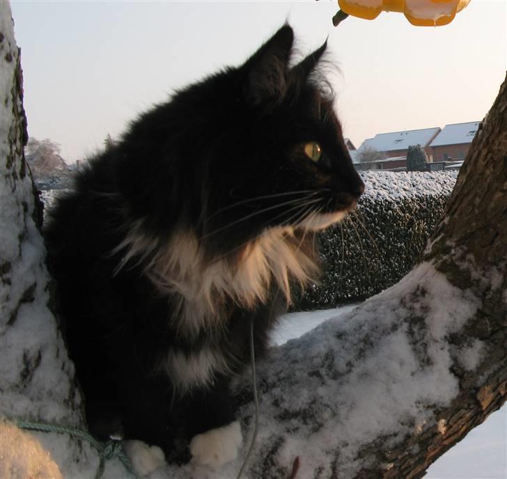 Norsk Skovkat Himmark Miss Meat Loaf -  Missi Den 19-12-2010 i haven billede 11