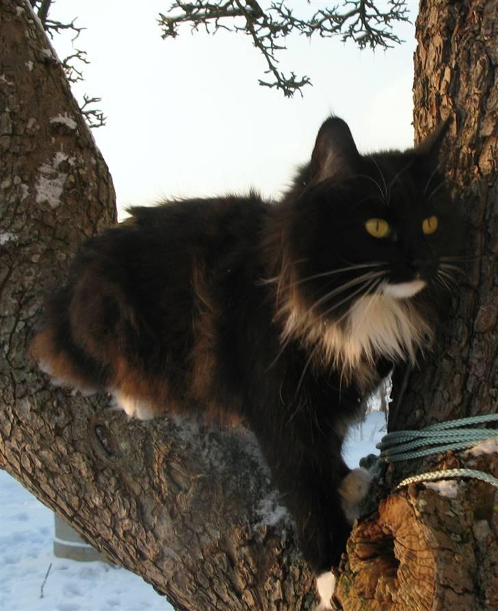 Norsk Skovkat Himmark Miss Meat Loaf -  Missi Den 19-12-2010 i haven billede 12