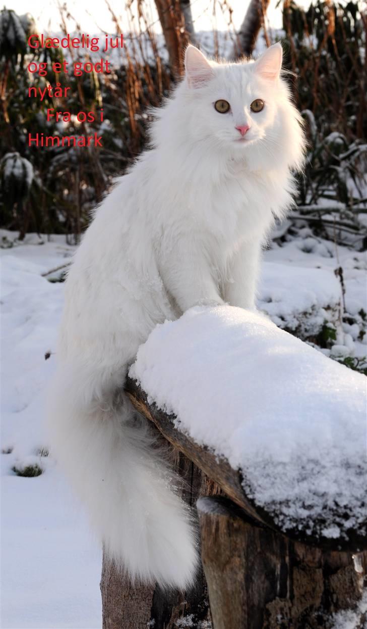 Norsk Skovkat Scarlett-sandra´s Mircel (Smilla) - Smilla  Den 19-12-2010 i haven billede 16