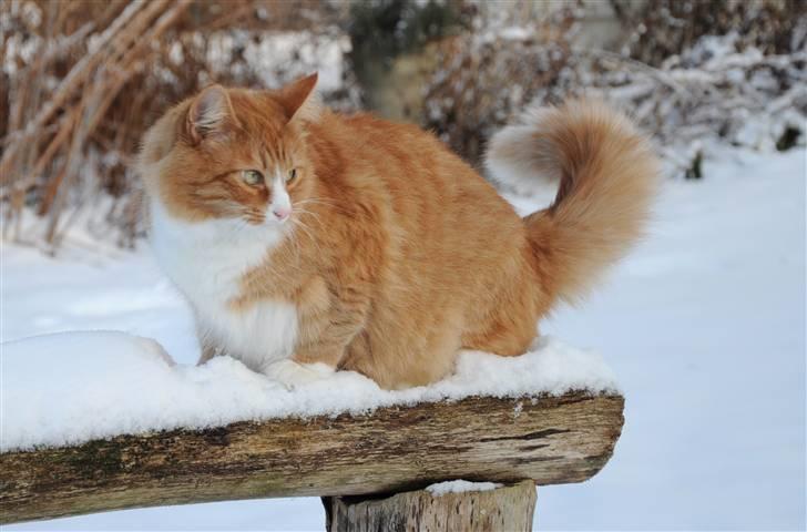 Norsk Skovkat Kajensas Miss Mille - Mille Den 19-12-2010 i haven billede 16