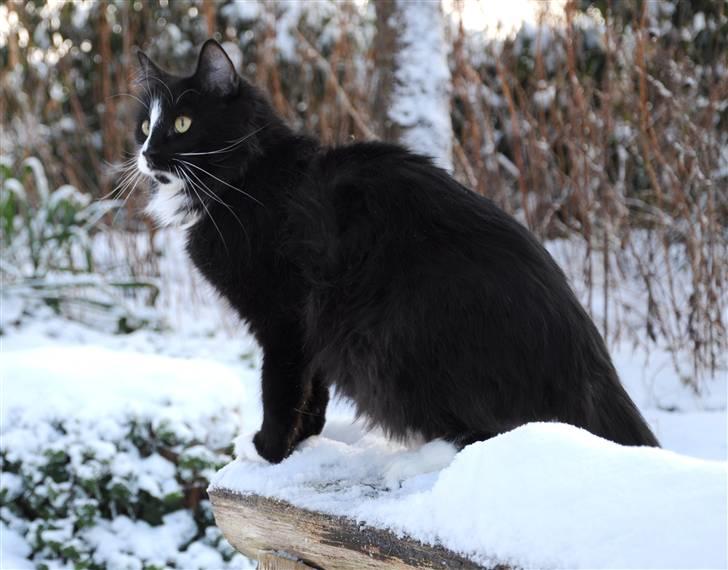 Norsk Skovkat Tantus KitKat Død den 11-10-2011 - KitKat ( kitti)  Den 19-12-2010 i haven billede 19