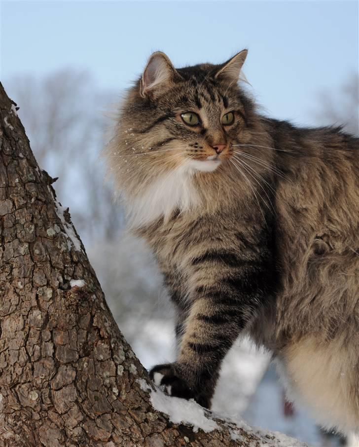 Norsk Skovkat Tantus Merci . R.I.P den 10-4-2013 - Merci ( sisse) Den 19-12-2010 i haven billede 19