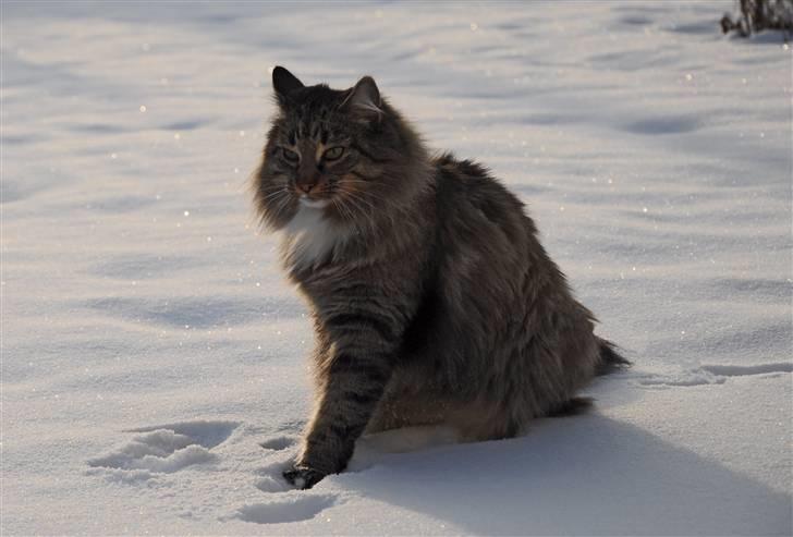 Norsk Skovkat Tantus Merci . R.I.P den 10-4-2013 - Merci ( sisse ) Den 19-12-2010 i haven billede 20