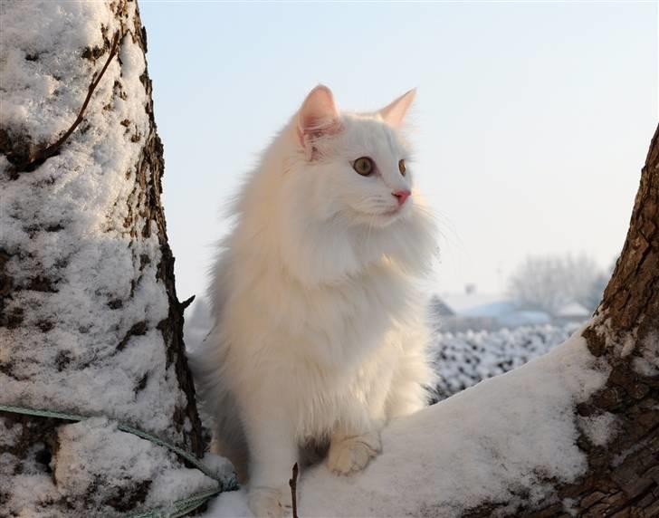 Norsk Skovkat Scarlett-sandra´s Mircel (Smilla) - Smilla Den 19-12-2010 i haven billede 17