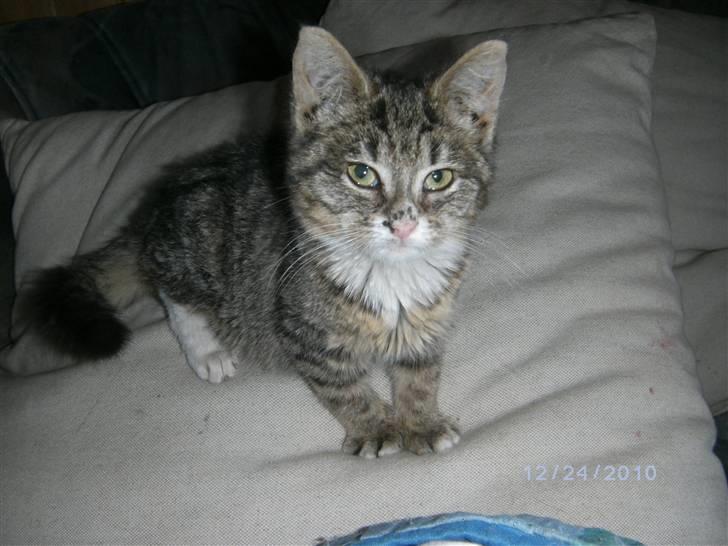 Huskat Lille fis billede 1