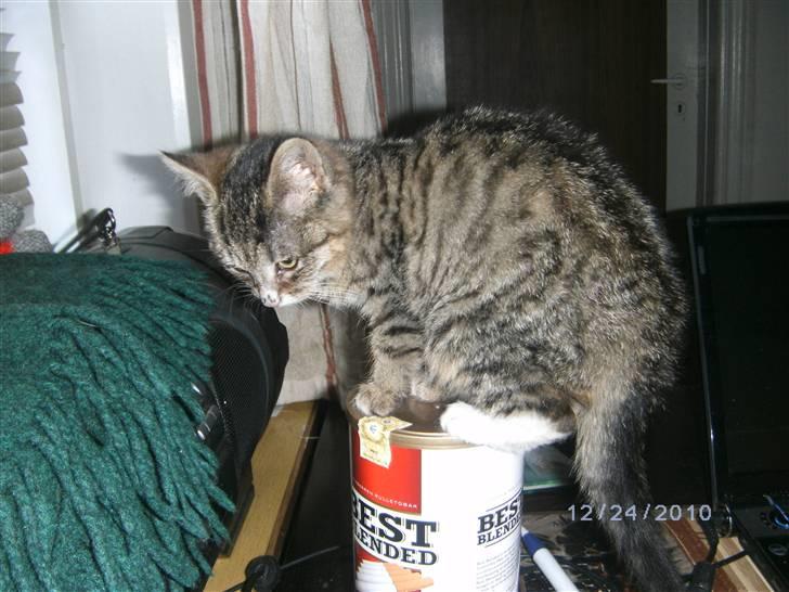 Huskat Lille fis billede 2