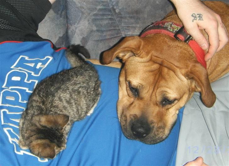 Huskat Lille fis billede 3