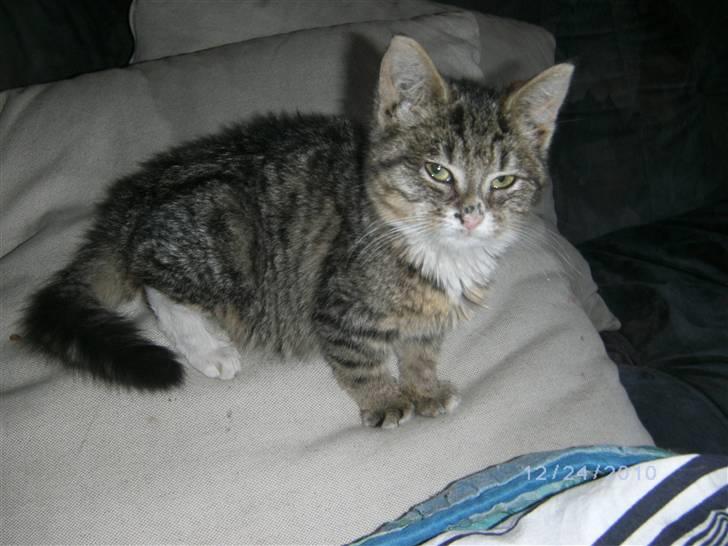 Huskat Lille fis billede 4