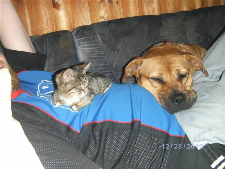 Huskat Lille fis billede 5