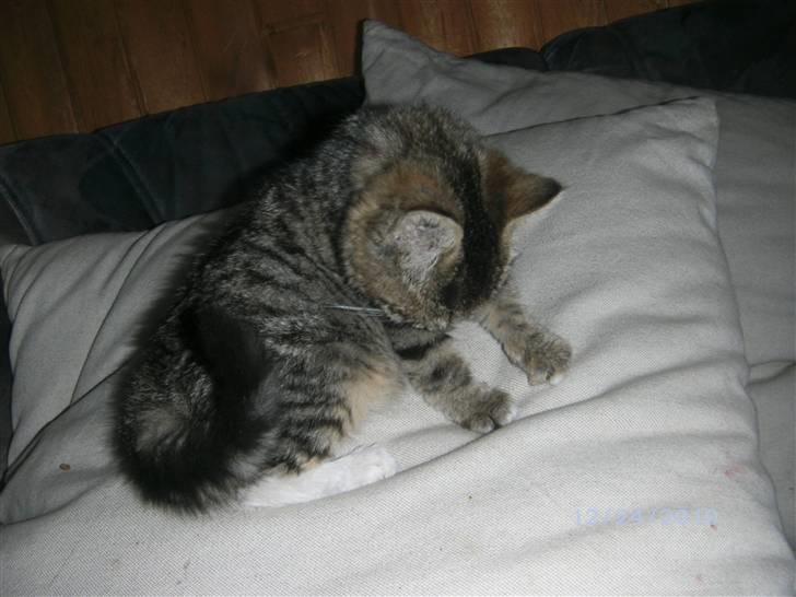 Huskat Lille fis billede 6