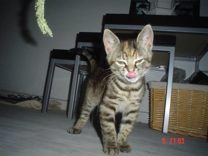 Huskat Tulle - 12 uger gammel billede 1