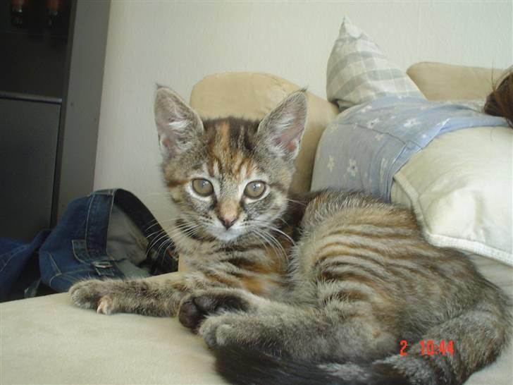 Huskat Tulle - 12 uger gammel billede 2