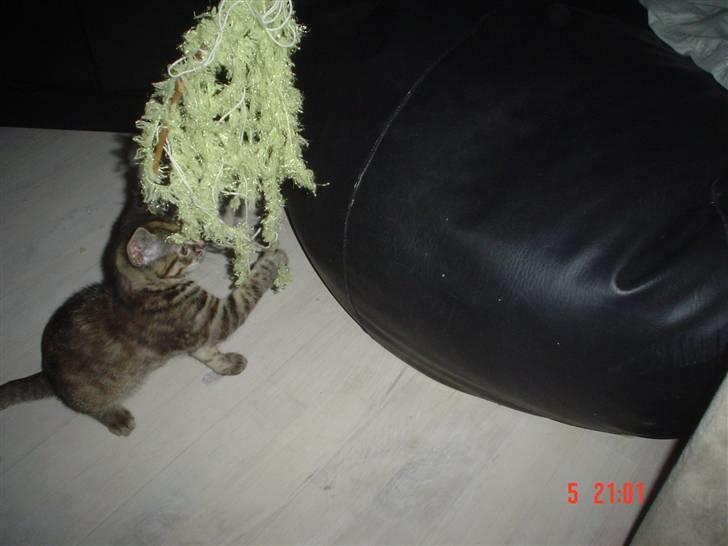 Huskat Tulle - 12 uger gammel billede 3