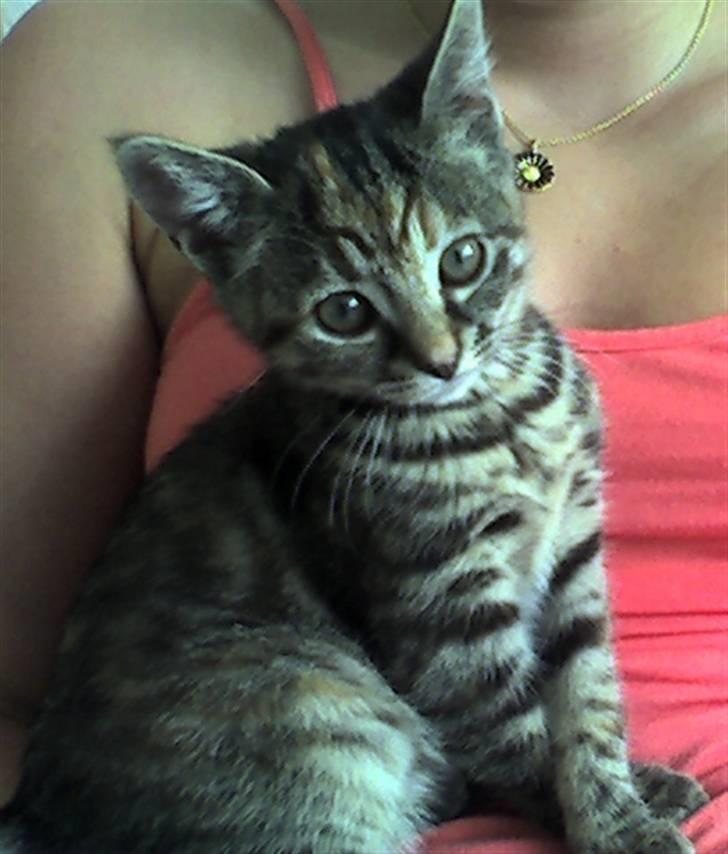 Huskat Tulle - 13 uger gammel billede 4