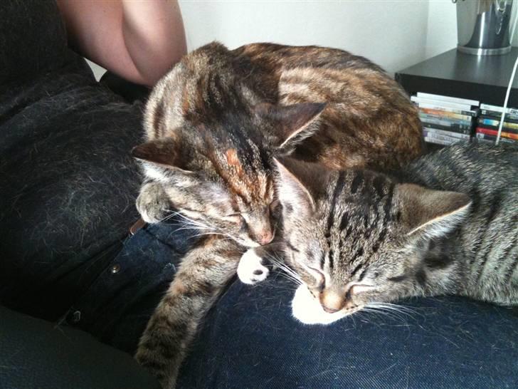 Huskat Tulle - 1 ½ år gammel - sammen med Basse 12 uger billede 5