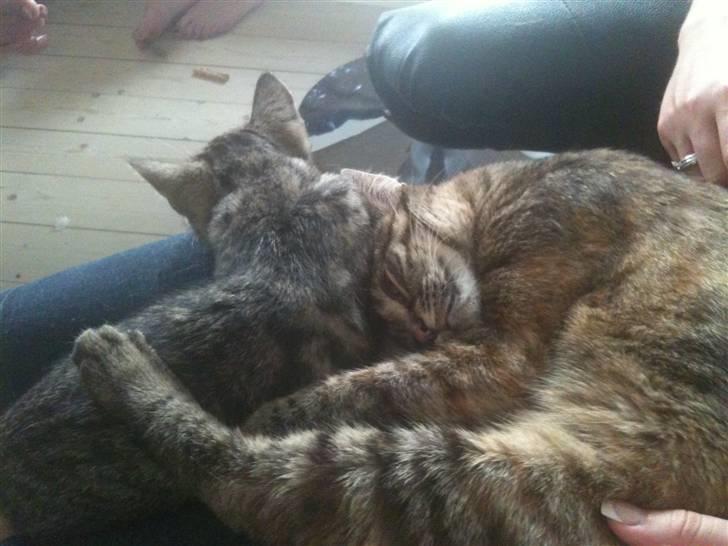 Huskat Tulle - 1 ½ år gammel - sammen med Basse 12 uger billede 6