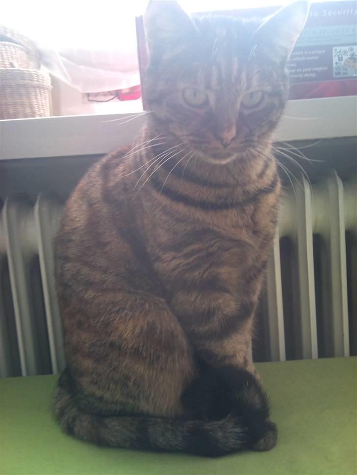 Huskat Tulle billede 7