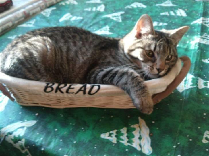 Huskat Bobba billede 9