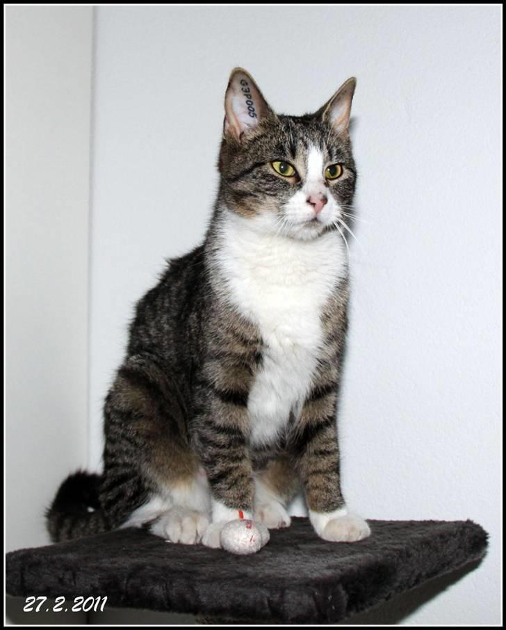 Huskat Mille billede 1