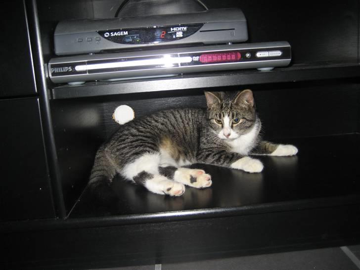 Huskat Mille billede 2