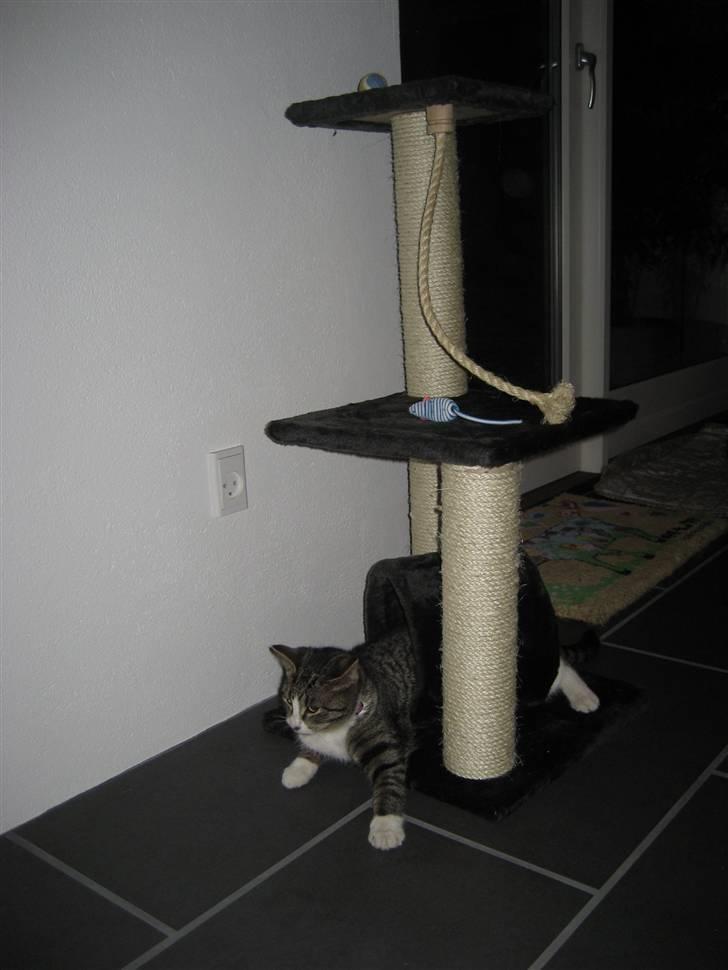 Huskat Mille billede 3