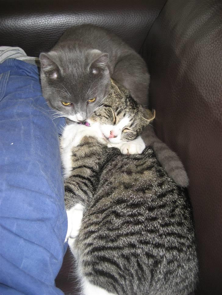 Huskat Mille billede 4