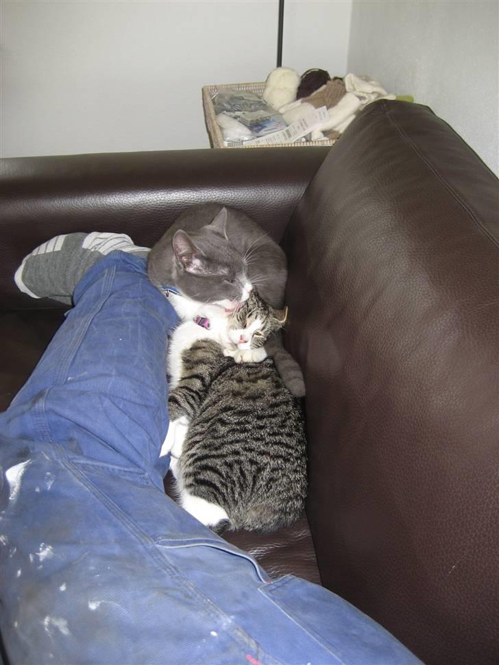 Huskat Mille billede 5