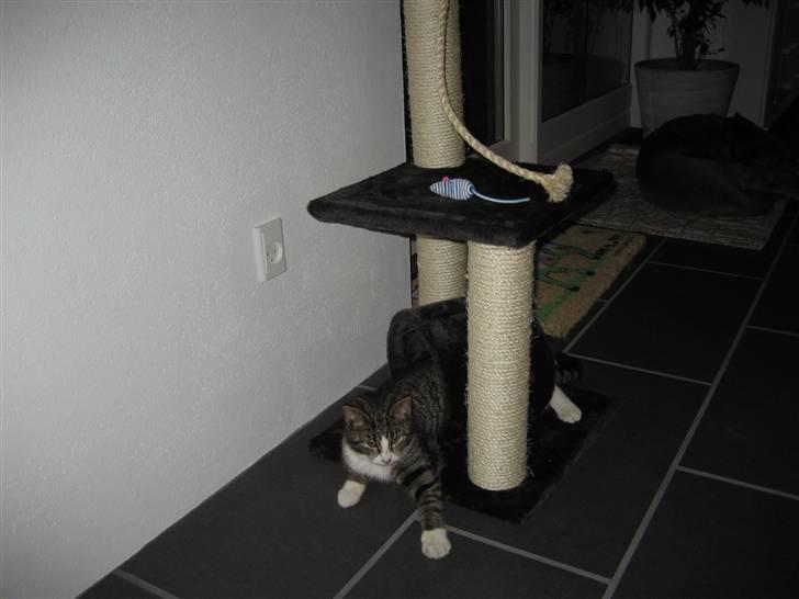 Huskat Mille billede 6