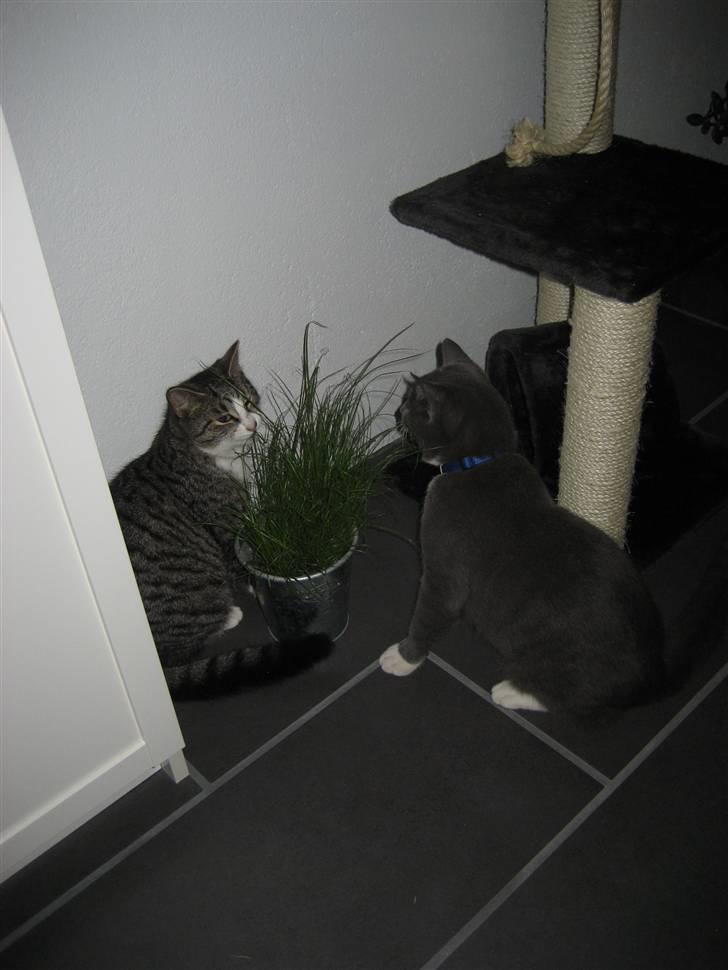 Huskat Mille billede 7