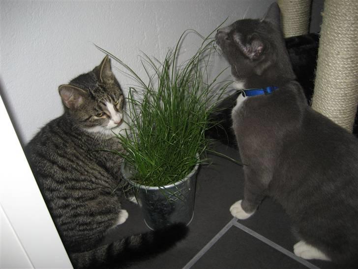 Huskat Mille billede 8