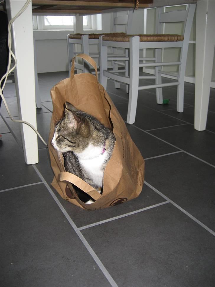 Huskat Mille billede 9