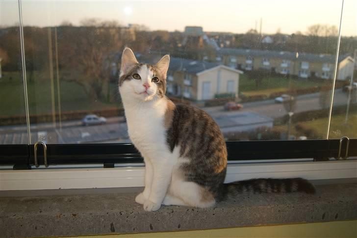 Huskat Prinsesse Sif - Hej og velkommen her til min profil :O)  billede 1