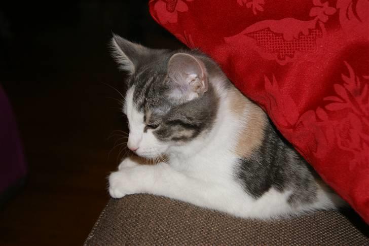 Huskat Prinsesse Sif billede 9