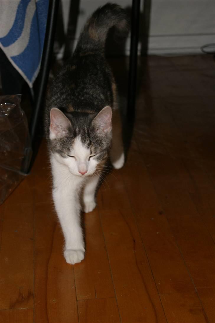 Huskat Prinsesse Sif billede 10