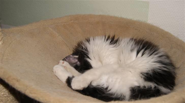 Norsk Skovkat Nana - Kære Nana *død 14/1-2014* billede 2