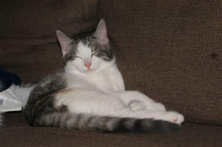 Huskat Prinsesse Sif - hygger i sofaen  billede 11